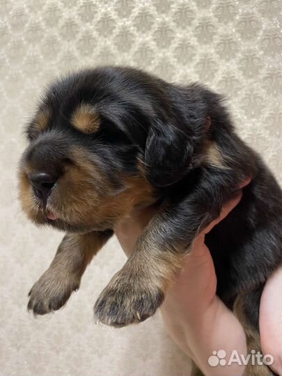 Собака тибетский мастиф