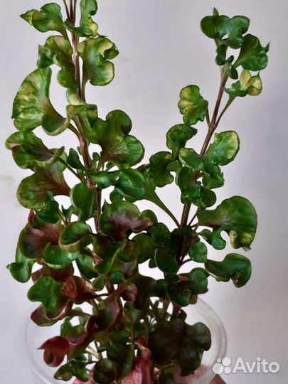 Альтернантера