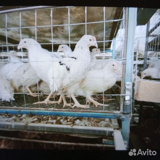 Продажа кур молодок