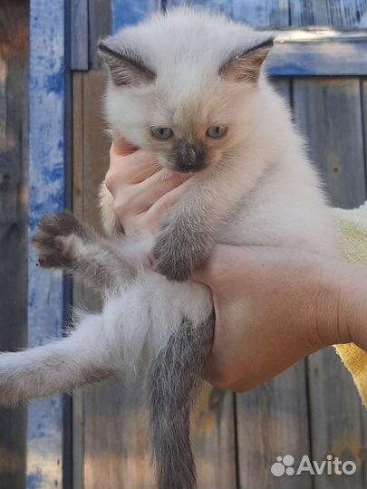 Котенок в добрые руки