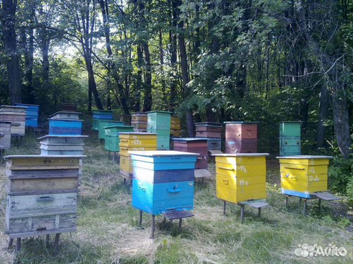 Продам пасеку