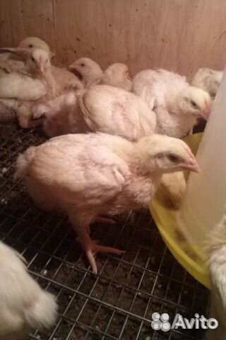 Птица яранск