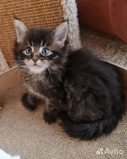 Котенок мейнкун мальчик полидакт 66х66