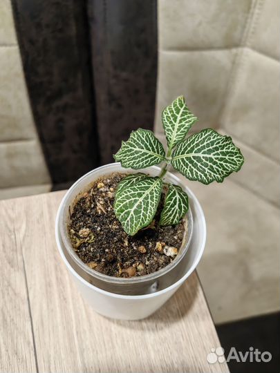 682. Фиттония