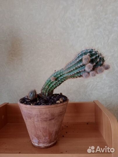 Спатифиллум