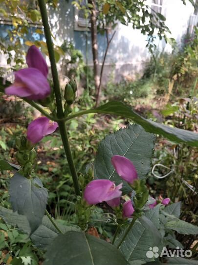 Цветы для дачи