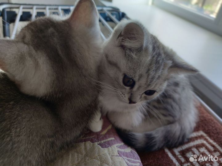 Котята scottish Fold