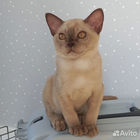 Европейская бурма