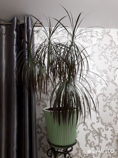 Комнатные цветы драцена