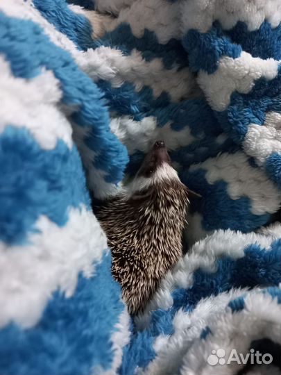 Африканский карликовый ежик