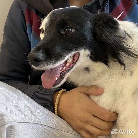 Собака в добрые руки