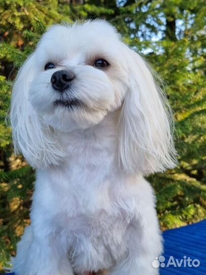 Вязка мальтезе кабель