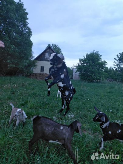 Козье молоко