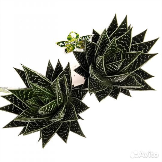 Сансевиерия