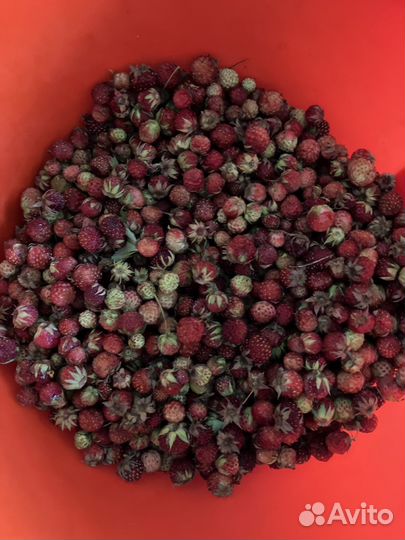 Клубника свежая лесная