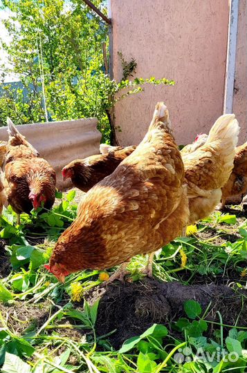 Яйца куриные, гусиные