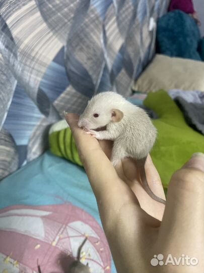 Крысы дамбо