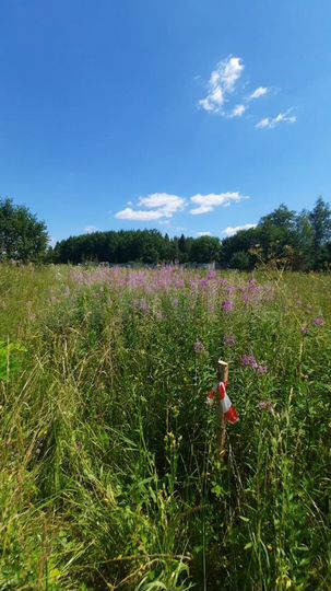 Участок 21,8 сот. (СНТ, ДНП)