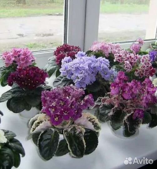 Сортовые фиалки