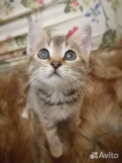 Бесплатно котенок Гав