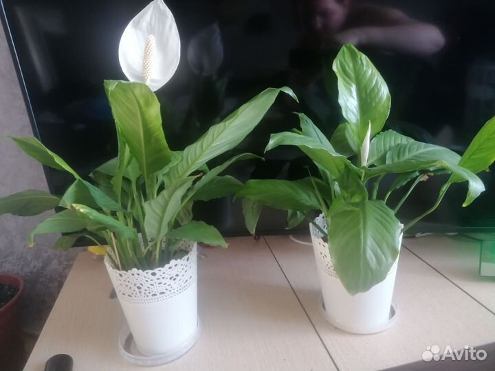 Спатифиллум