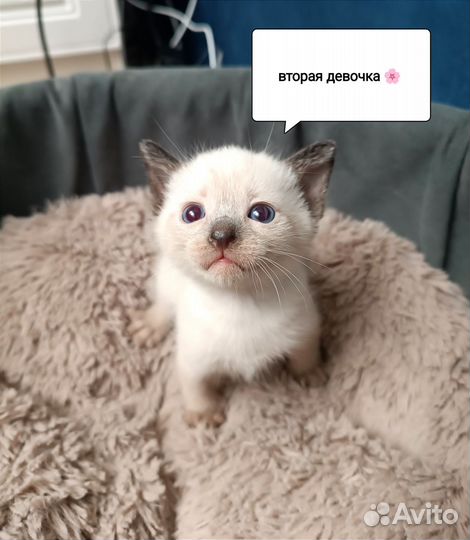 Тайские котята