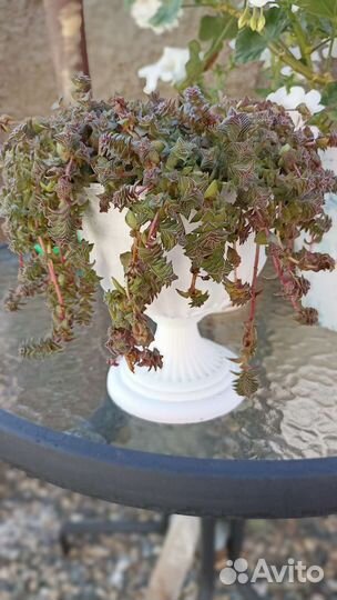 Флорариум суккуленты