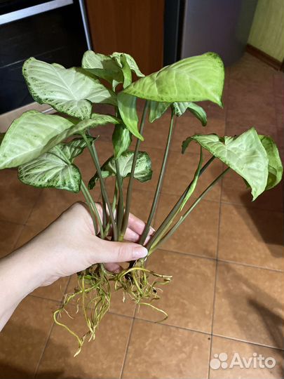 Сингониум white butterfly