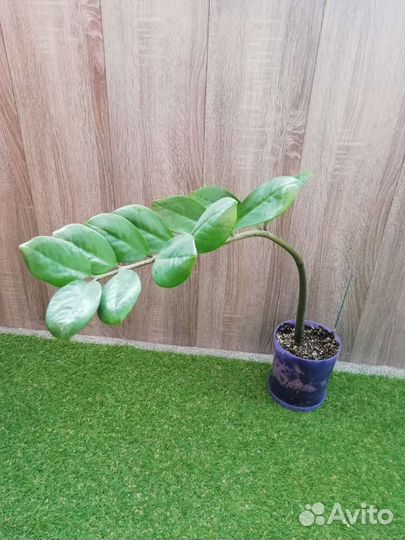 Замиокулькас