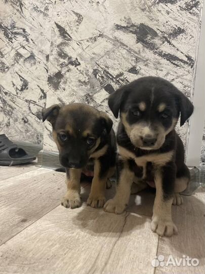Найдены щенки отдаём в добрые руки