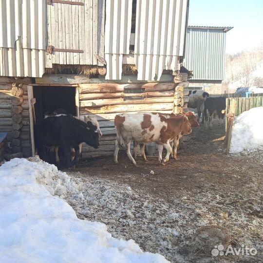 Бычки, телята и коровы