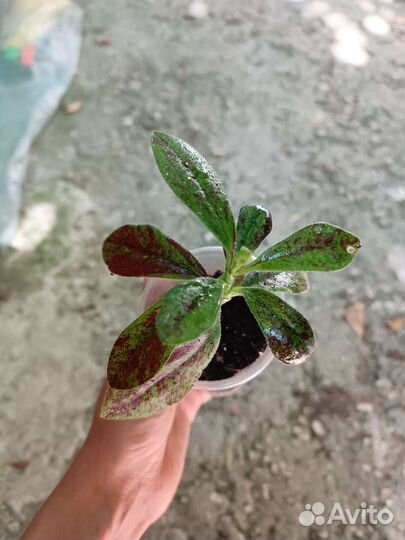 Комнатные растения(синадениум, питахая, панданус)