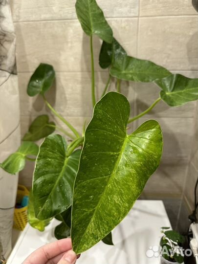 Филодендрон гигантум вариегатный