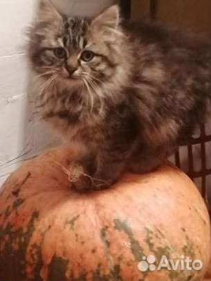 Ветеринарный врач