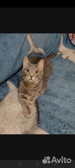 Коты бесплатно