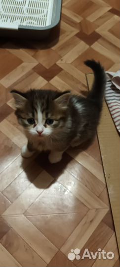 Котята в добрые руки бесплатно