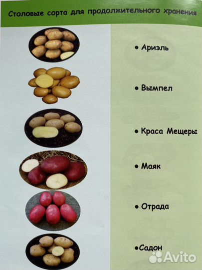 Семенной картофель высших категорий качества