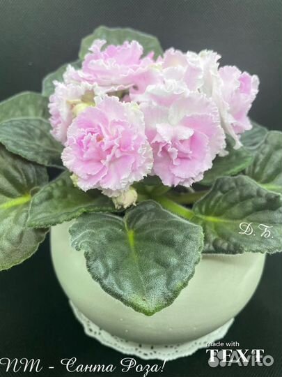 Фиалка (свеже срезанные черенки.)