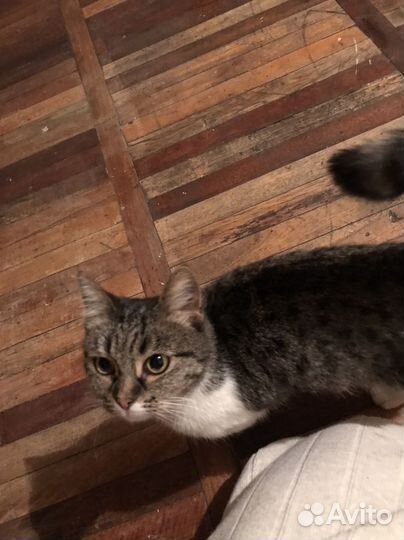 Девочка в добрые руки