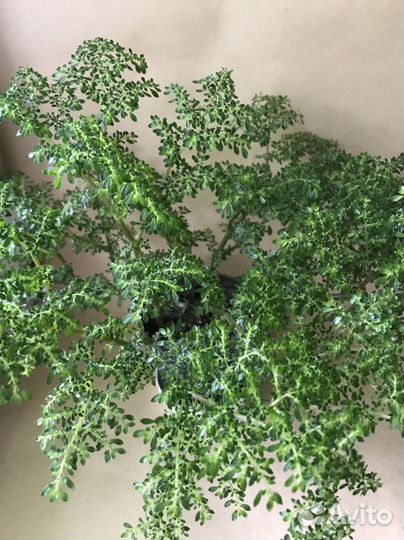 Пелея,маранта,кливия.300