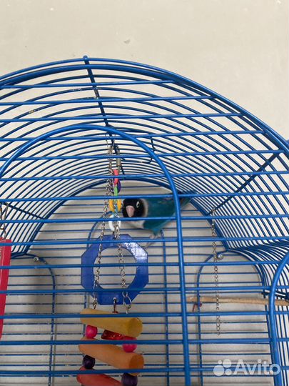 Попугай неразлучница с клеткой
