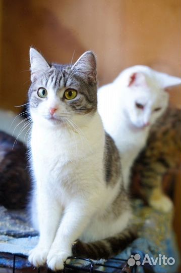 Кошка бесплатно