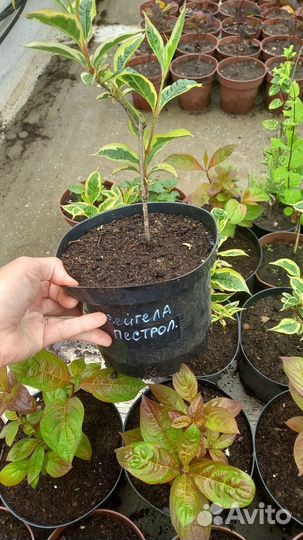 Саженцы вейгелы пестролистной (Weigela variegata)