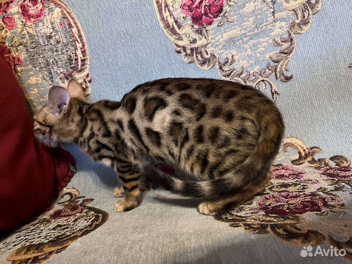 Бенгальские котята