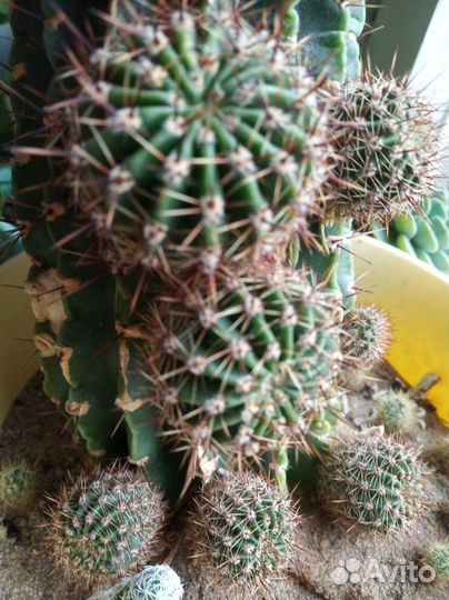 Кактус эхинопсис