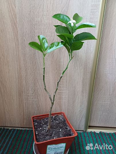 Цитрусовое растение