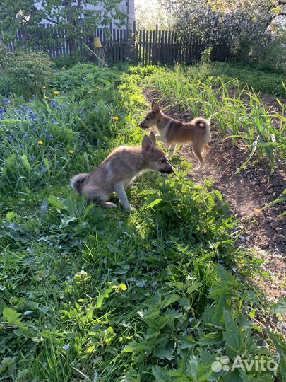 Щенки метисы