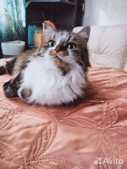 Сибирская кот