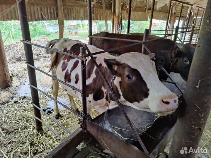 Бычок и тёлка