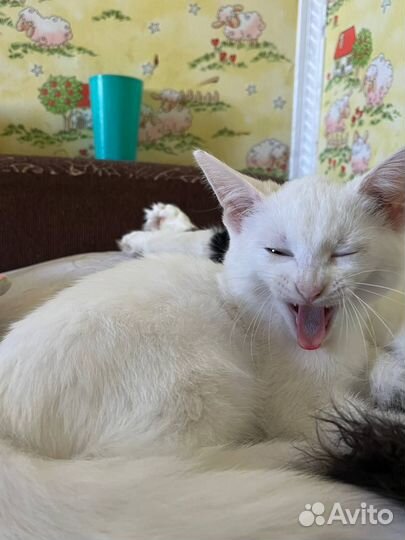 Отдам в добрые руки котенка девочку